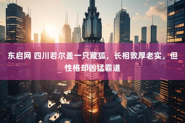 东启网 四川若尔盖一只藏狐，长相敦厚老实，但性格却凶猛霸道