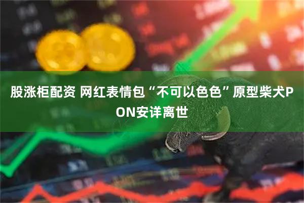 股涨柜配资 网红表情包“不可以色色”原型柴犬PON安详离世