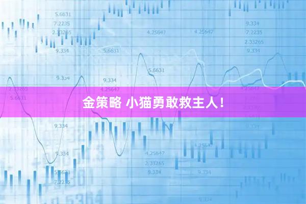 金策略 小猫勇敢救主人！